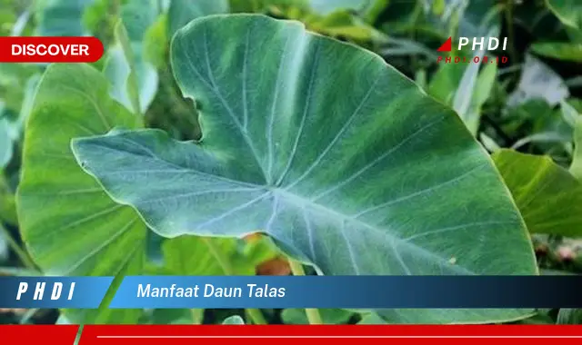 manfaat daun talas