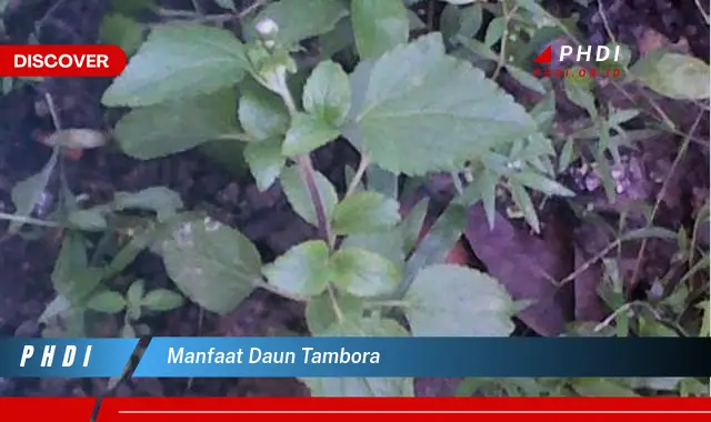 manfaat daun tambora