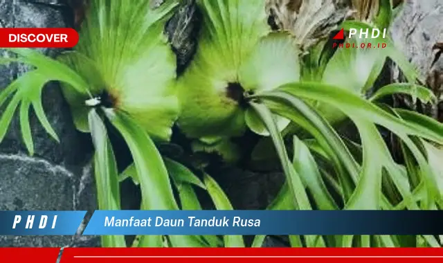 manfaat daun tanduk rusa