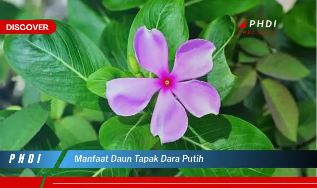 manfaat daun tapak dara putih