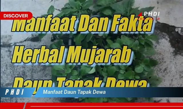 manfaat daun tapak dewa