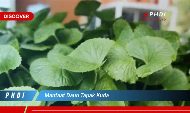 manfaat daun tapak kuda