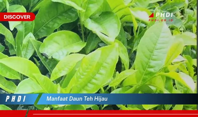 manfaat daun teh hijau