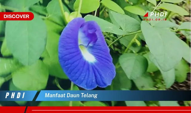 manfaat daun telang