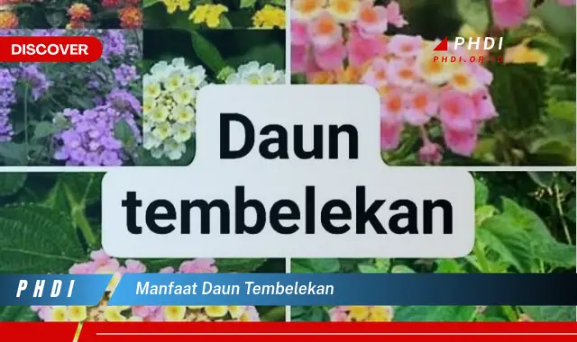 manfaat daun tembelekan