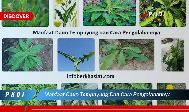 manfaat daun tempuyung dan cara pengolahannya