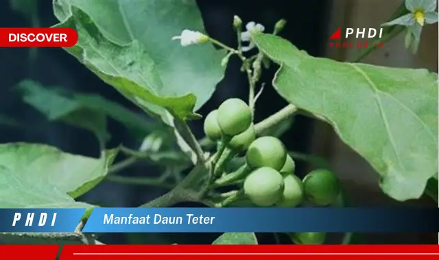 manfaat daun teter