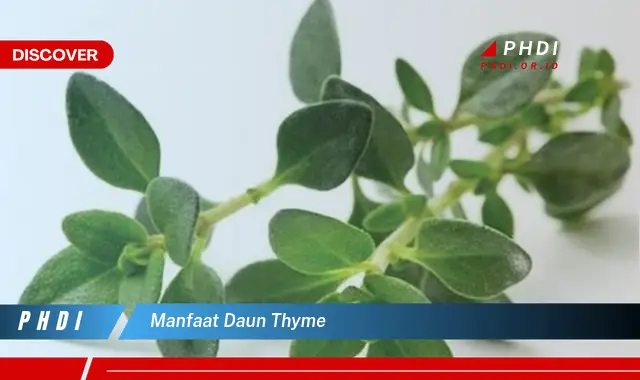 manfaat daun thyme