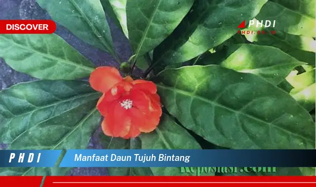 manfaat daun tujuh bintang