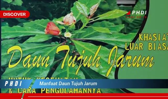 manfaat daun tujuh jarum