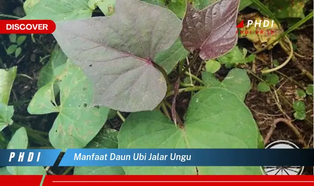 manfaat daun ubi jalar ungu