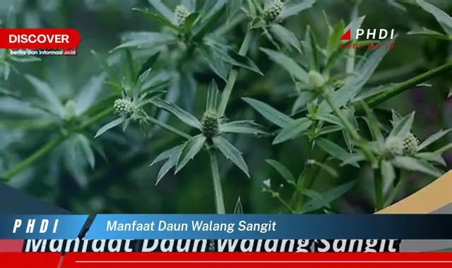 manfaat daun walang sangit