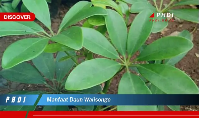 manfaat daun walisongo