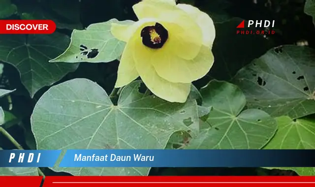 manfaat daun waru