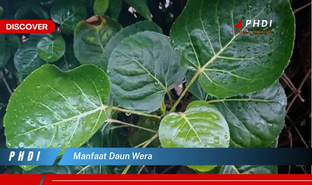 manfaat daun wera