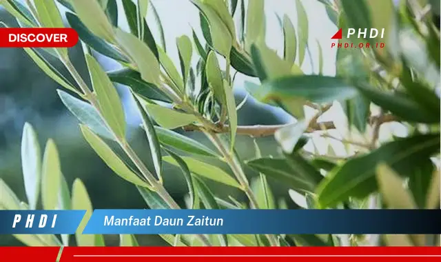 manfaat daun zaitun