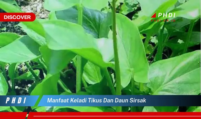 manfaat keladi tikus dan daun sirsak