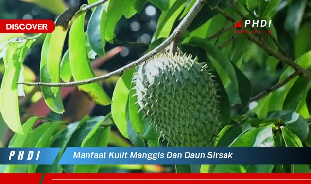 manfaat kulit manggis dan daun sirsak