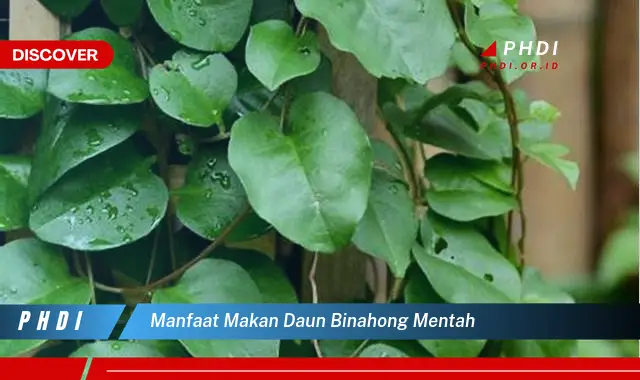 manfaat makan daun binahong mentah