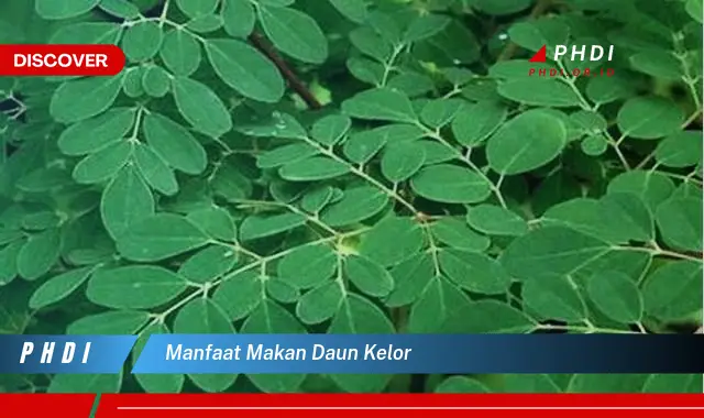 manfaat makan daun kelor