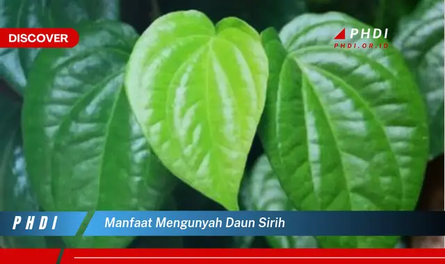 manfaat mengunyah daun sirih