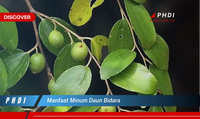 manfaat minum daun bidara