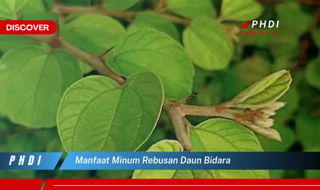 manfaat minum rebusan daun bidara