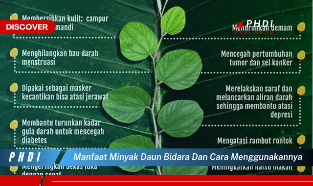 manfaat minyak daun bidara dan cara menggunakannya