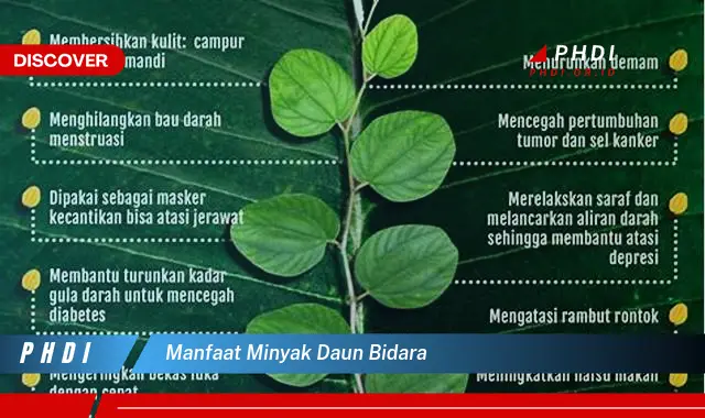 manfaat minyak daun bidara