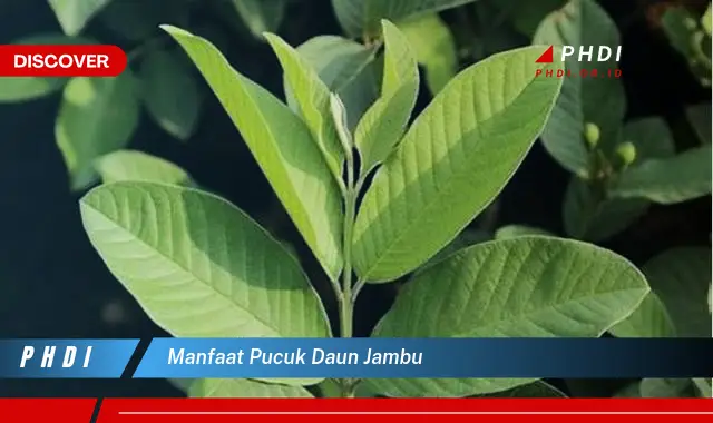 manfaat pucuk daun jambu