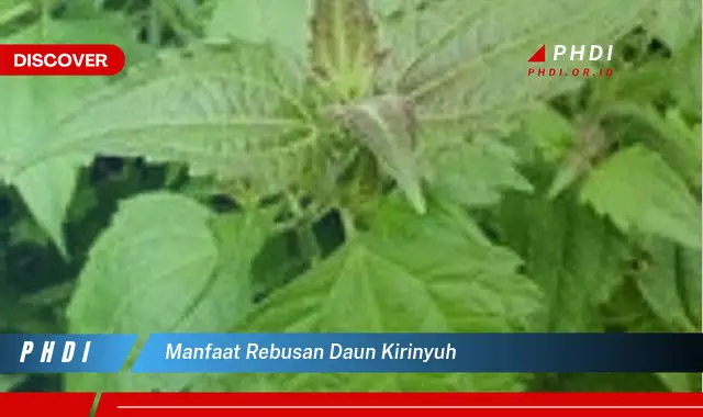 manfaat rebusan daun kirinyuh