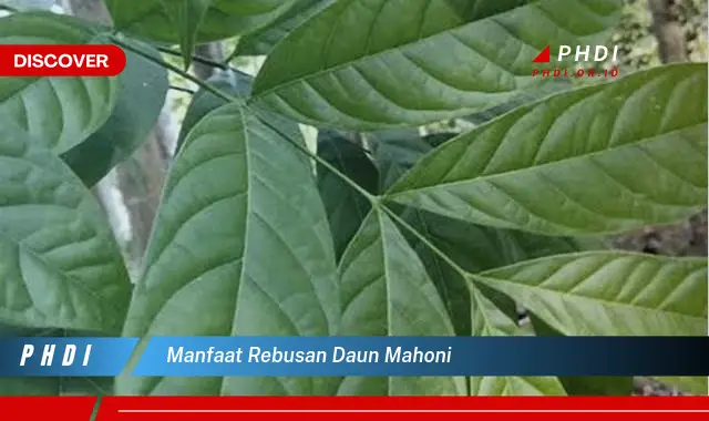 manfaat rebusan daun mahoni