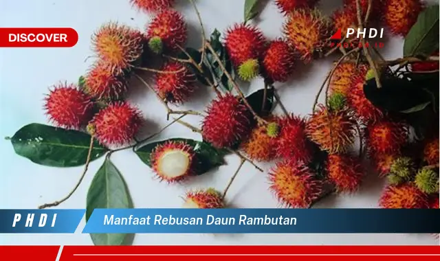 manfaat rebusan daun rambutan