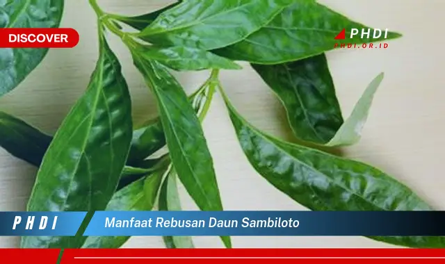 manfaat rebusan daun sambiloto