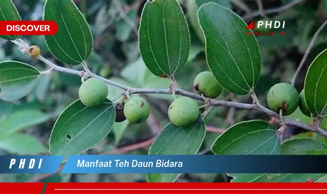 manfaat teh daun bidara