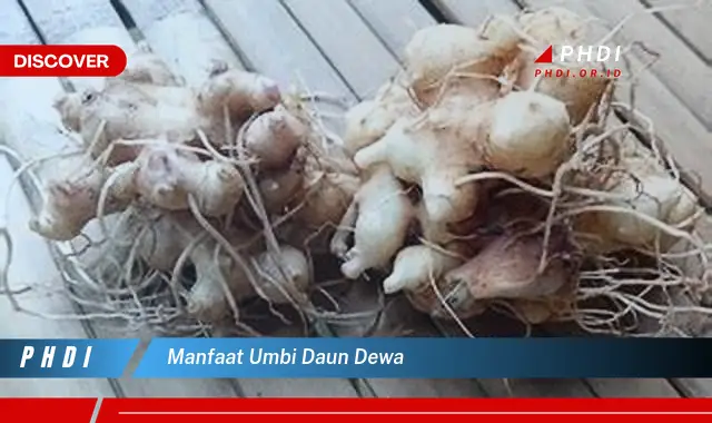 manfaat umbi daun dewa