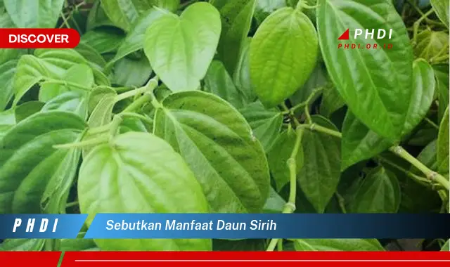 sebutkan manfaat daun sirih