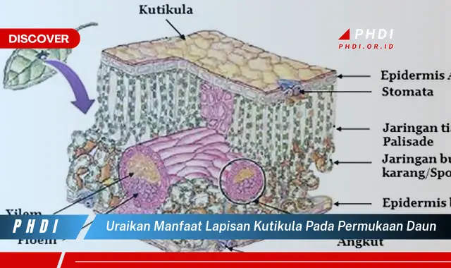 uraikan manfaat lapisan kutikula pada permukaan daun