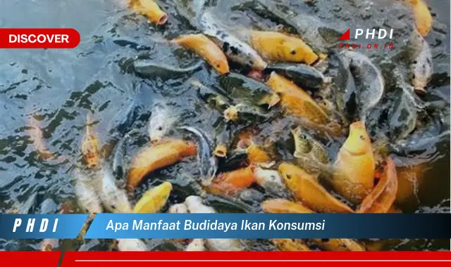 apa manfaat budidaya ikan konsumsi