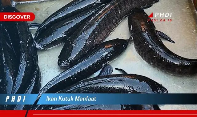 ikan kutuk manfaat