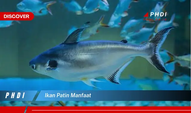 ikan patin manfaat