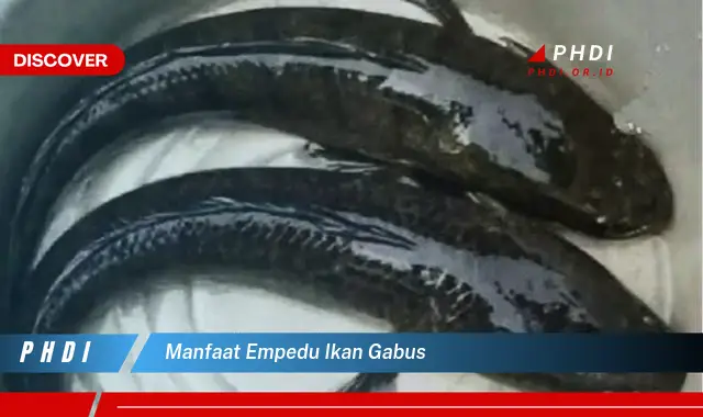 manfaat empedu ikan gabus