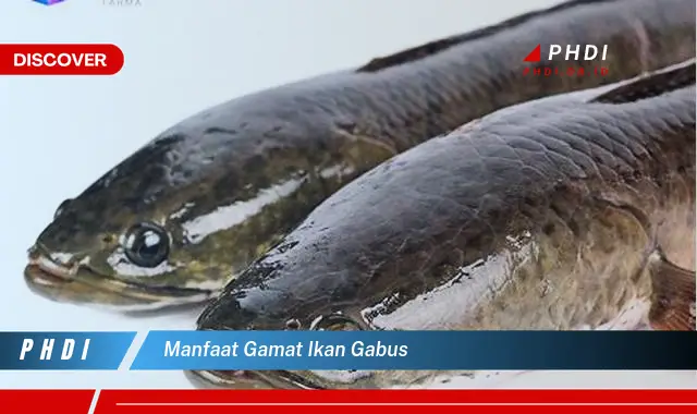 manfaat gamat ikan gabus