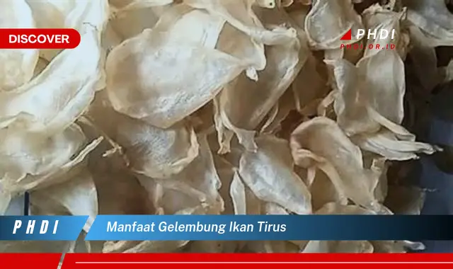 manfaat gelembung ikan tirus