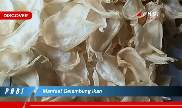 manfaat gelembung ikan