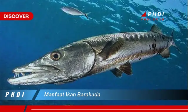 manfaat ikan barakuda