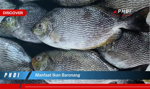 manfaat ikan baronang