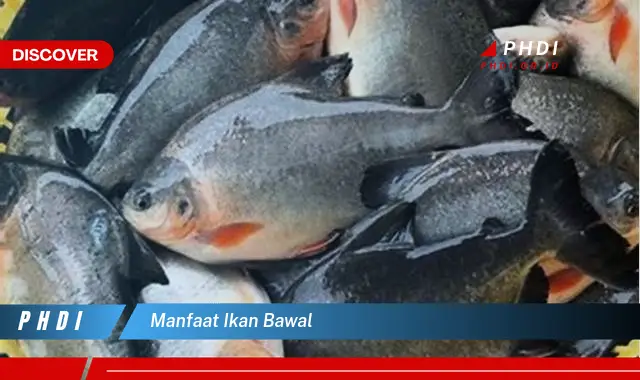 manfaat ikan bawal