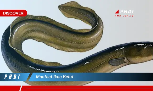 manfaat ikan belut