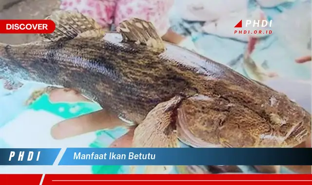 manfaat ikan betutu